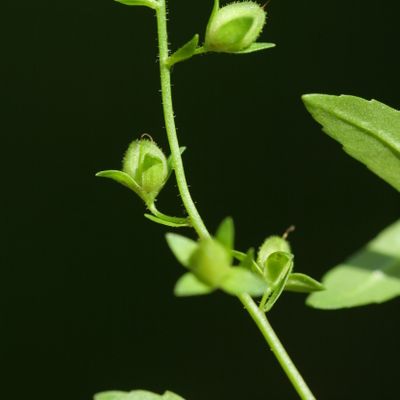 Veronica catenata Pennell, © Copyright Christophe Bornand