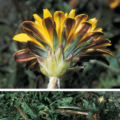 Taraxacum dissectum (Ledeb.) Ledeb., © 2022, Konrad Lauber – Flora Helvetica – Haupt Verlag