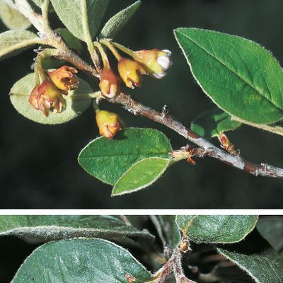 Cotoneaster tomentosus Lindl., © 2022, Konrad Lauber – Flora Helvetica – Haupt Verlag