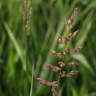 Phalaris arundinacea var. picta L., © Copyright Christophe Bornand