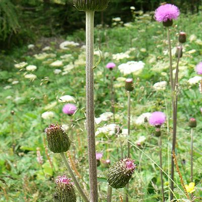 Cirsium helenioides (L.) Hill, 5 July 2007, © 2007, Peter Bolliger – Poschiavo
