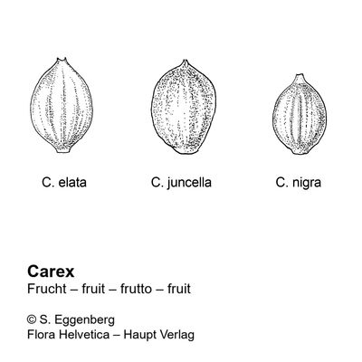 Carex cespitosa L., 2 December 2022, © 2022, Stefan Eggenberg – Flora Vegetativa - Haupt Verlag