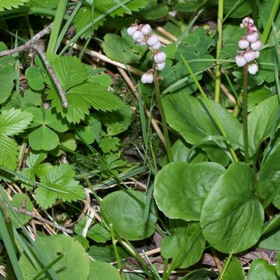 Pyrola minor L., 30 March 2013, © Copyright Françoise Alsaker – Ericaceae