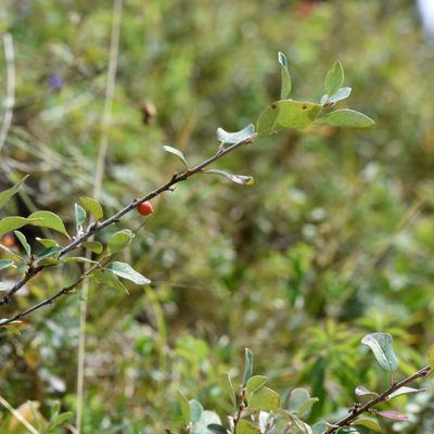 Cotoneaster integerrimus Medik., © 2022, Philippe Juillerat – Bois de Peney