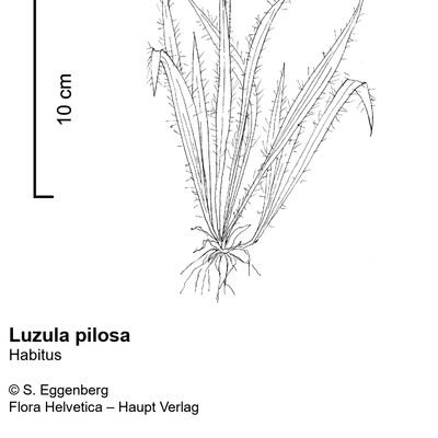 Luzula pilosa (L.) Willd., © 2022, Stefan Eggenberg – Flora Vegetativa - Haupt Verlag