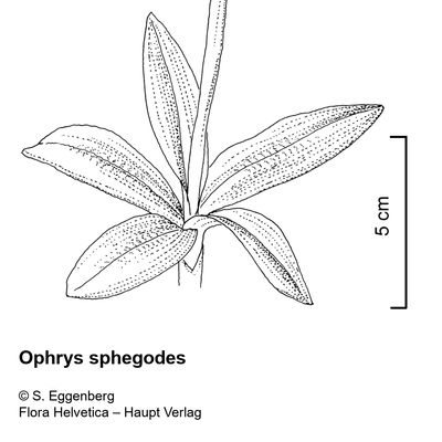 Ophrys sphegodes Mill., 2 December 2022, © 2022, Stefan Eggenberg – Flora Vegetativa - Haupt Verlag