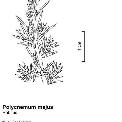 Polycnemum majus A. Braun, 12 January 2023, © 2022, Stefan Eggenberg – Flora Vegetativa © Haupt Verlag