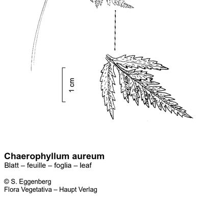 Chaerophyllum aureum L., © 2022, Stefan Eggenberg – Flora Vegetativa © Haupt Verlag