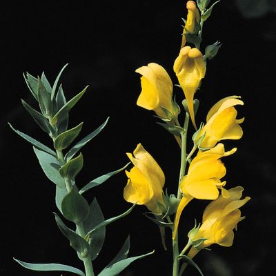 Linaria genistifolia subsp. dalmatica (L.) Maire & Petitm., © 2022, Konrad Lauber – Flora Helvetica – Haupt Verlag