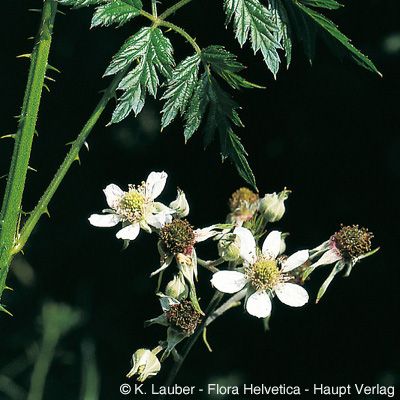 Rubus laciniatus Willd., © 2022, Konrad Lauber – Flora Helvetica – Haupt Verlag