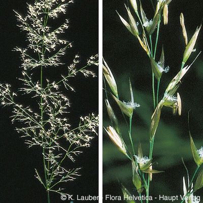 Calamagrostis arundinacea (L.) Roth, © 2022, Konrad Lauber – Flora Helvetica – Haupt Verlag