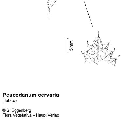 Peucedanum cervaria (L.) Lapeyr., © 2022, Stefan Eggenberg – Flora Vegetativa © Haupt Verlag