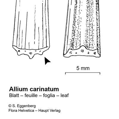 Allium carinatum L., 7 January 2021, © 2022, Stefan Eggenberg – Flora Vegetativa - Haupt Verlag