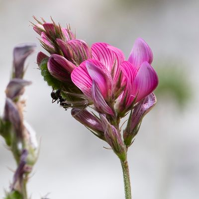 Onobrychis montana DC., 29 June 2018, Françoise Alsaker – Fabaceae