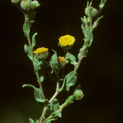 Pulicaria vulgaris Gaertn., © Copyright Christophe Bornand