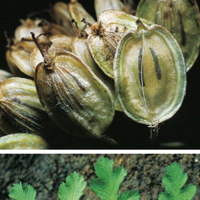 Heracleum sphondylium L. subsp. sphondylium, © 2022, Konrad Lauber – Flora Helvetica – Haupt Verlag