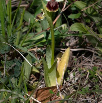 Ophrys sphegodes Mill., 29 March 2022, © Copyright Françoise Alsaker