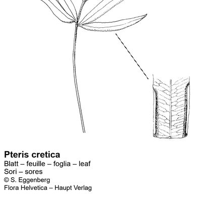 Pteris cretica L., © 2022, Stefan Eggenberg – Flora Vegetativa - Haupt Verlag