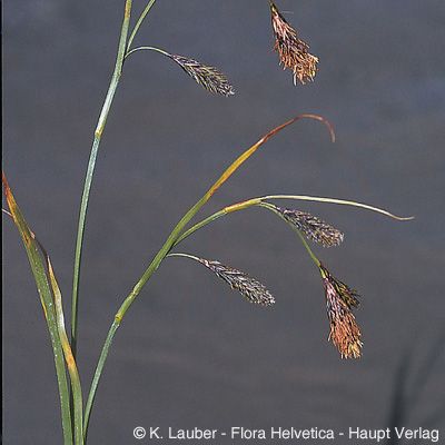 Carex frigida All., © 2022, Konrad Lauber – Flora Helvetica – Haupt Verlag