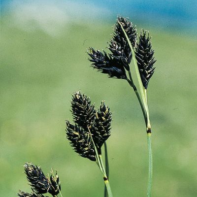 Carex atrata L. subsp. atrata, © 2022, Konrad Lauber – Flora Helvetica – Haupt Verlag