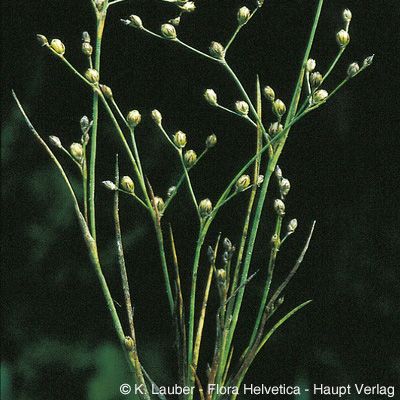 Juncus tenageia L. f., © 2022, Konrad Lauber – Flora Helvetica – Haupt Verlag