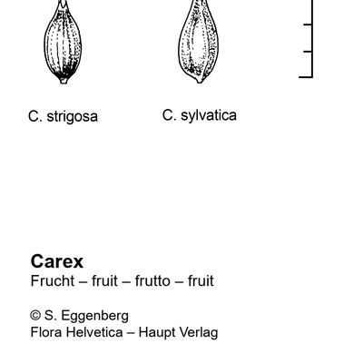 Carex sylvatica Huds., 2 December 2022, © 2022, Stefan Eggenberg – Flora Vegetativa - Haupt Verlag