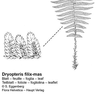 Dryopteris filix-mas (L.) Schott, © 2022, Stefan Eggenberg – Flora Vegetativa - Haupt Verlag