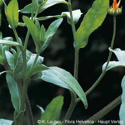 Calendula arvensis L., © 2022, Konrad Lauber – Flora Helvetica – Haupt Verlag