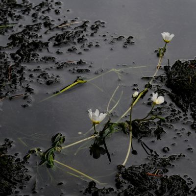 Ranunculus fluitans Lam., © 2022, Philippe Juillerat – Barrage du Theusseret