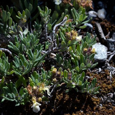 Teucrium montanum L., 8 June 2017, Françoise Alsaker – Lamiaceae
