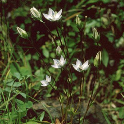 Lomatogonium carinthiacum (Wulfen) Rchb., © 2022, Andreas Gygax