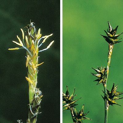 Carex echinata Murray, © 2022, Konrad Lauber – Flora Helvetica – Haupt Verlag