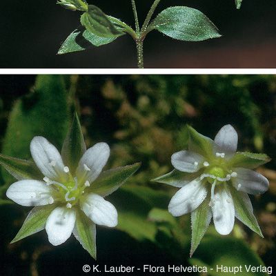Moehringia trinervia (L.) Clairv., © 2022, Konrad Lauber – Flora Helvetica – Haupt Verlag