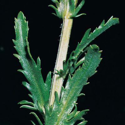 Leucanthemum praecox (Horvatić) Horvatić, © 2022, Konrad Lauber – Flora Helvetica – Haupt Verlag