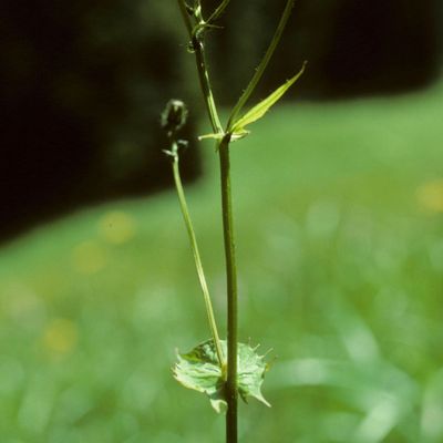 Crepis paludosa (L.) Moench, © Copyright Christophe Bornand