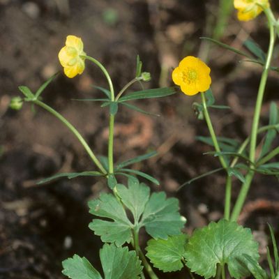 Ranunculus auricomus aggr., © Copyright Christophe Bornand