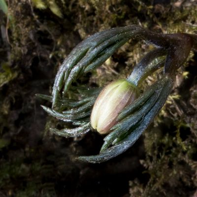 Anemone nemorosa L., 14 March 2018, © Copyright Françoise Alsaker – Ranunculaceae