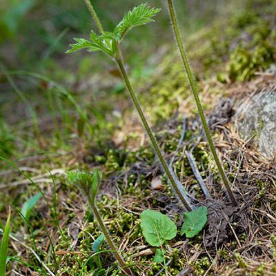 Pulsatilla alpina subsp. apiifolia (Scop.) Nyman, © 2007, Beat Bäumler – Mund (VS)