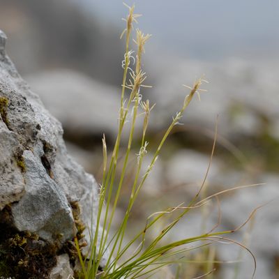 Carex alba Scop., © 2022, Philippe Juillerat
