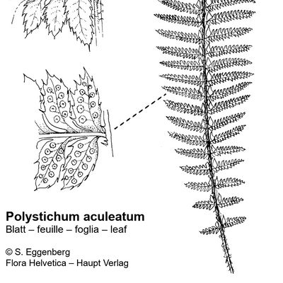 Polystichum aculeatum (L.) Roth, © 2022, Stefan Eggenberg – Flora Vegetativa - Haupt Verlag