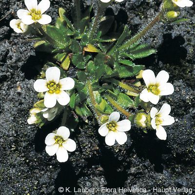 Saxifraga androsacea L., © 2022, Konrad Lauber – Flora Helvetica – Haupt Verlag