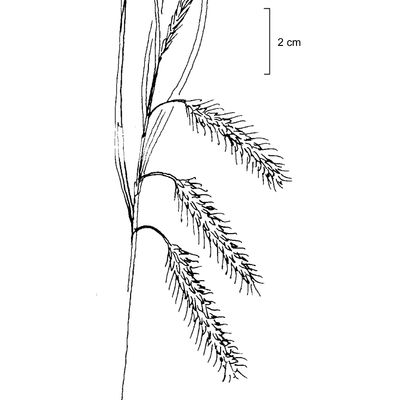 Carex pseudocyperus L., 7 January 2021, © 2022, Stefan Eggenberg – Flora Vegetativa - Haupt Verlag