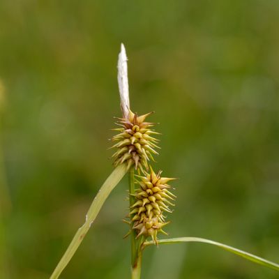 Carex lepidocarpa Tausch, © 2022, Philippe Juillerat – Les Pontins