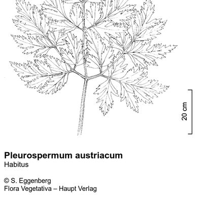 Pleurospermum austriacum (L.) Hoffm., © 2022, Stefan Eggenberg – Flora Vegetativa © Haupt Verlag