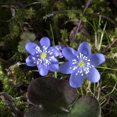 Hepatica nobilis Schreb., 17 March 2017, © Copyright Françoise Alsaker – Ranunculaceae Hahnenfussgewächse