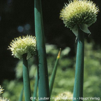Allium fistulosum L., © 2022, Konrad Lauber – Flora Helvetica – Haupt Verlag