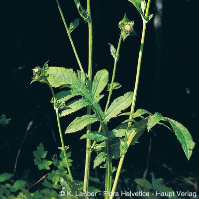 Cirsium oleraceum (L.) Scop., © 2022, Konrad Lauber – Flora Helvetica – Haupt Verlag