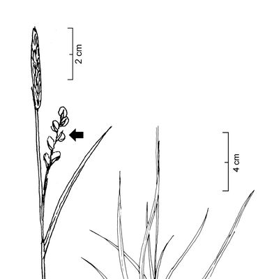 Carex panicea L., 7 January 2021, © 2022, Stefan Eggenberg – Flora Vegetativa - Haupt Verlag
