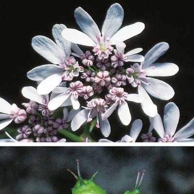 Coriandrum sativum L., © 2022, Konrad Lauber – Flora Helvetica – Haupt Verlag