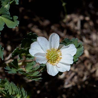 Callianthemum coriandrifolium Rchb., © 2022, Hugh Knott – Zermatt